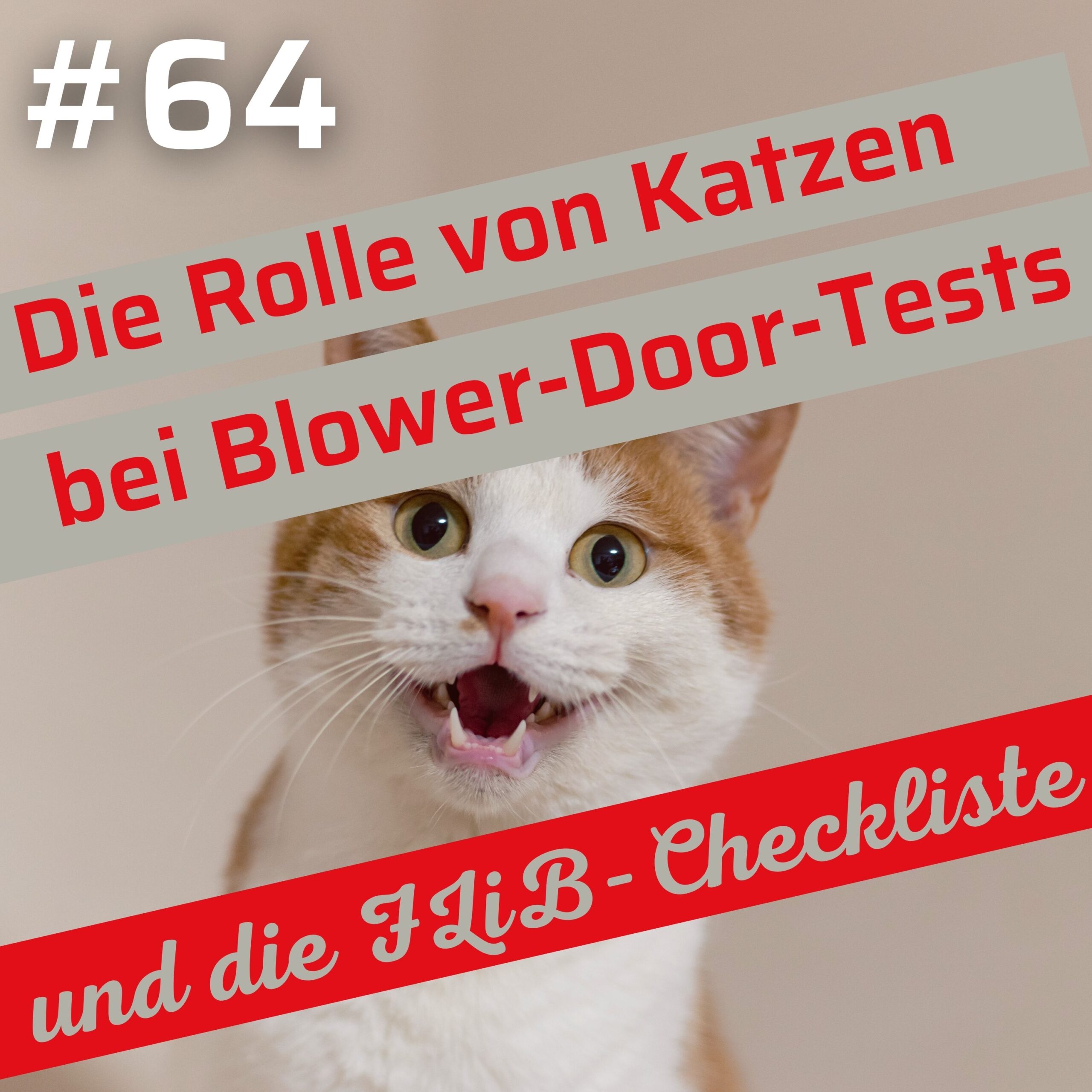 Katze beim Blower-Door-Test als Symbolbild für die Vorbereitung von Luftdichtheitsmessungen